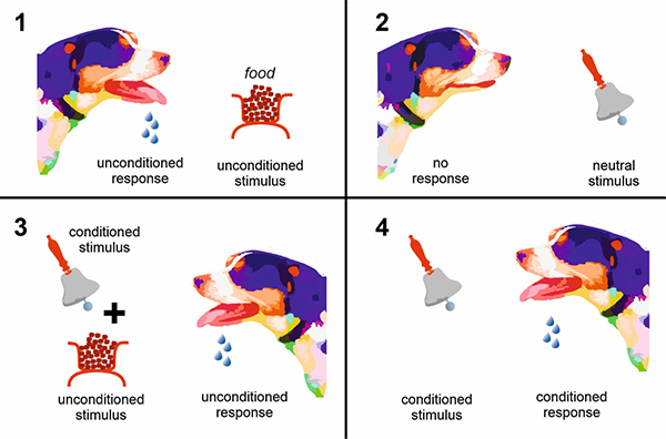 Picture Scheme of classical conditioning on the example of Pavlov's dog