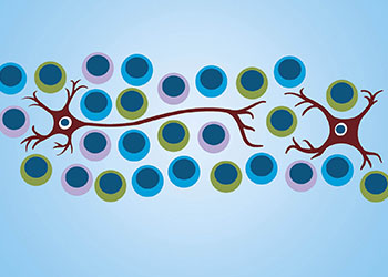 Tile Picture The endogenous sympathetic immunomodulation: pro- and anti-inflammatory in acute and chronic situations