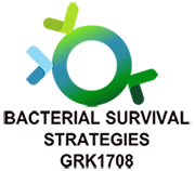 Logo Bacterial Survival Strategies GRK1708